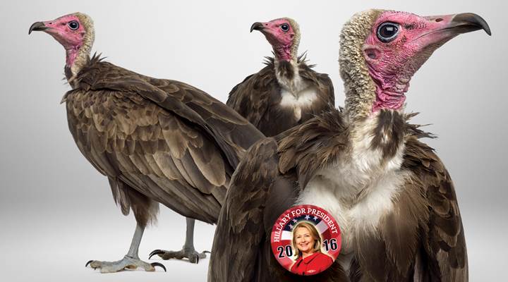 Heller's Vultures